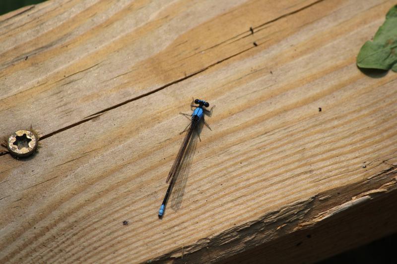 Photo of Blue-fronted Dancer