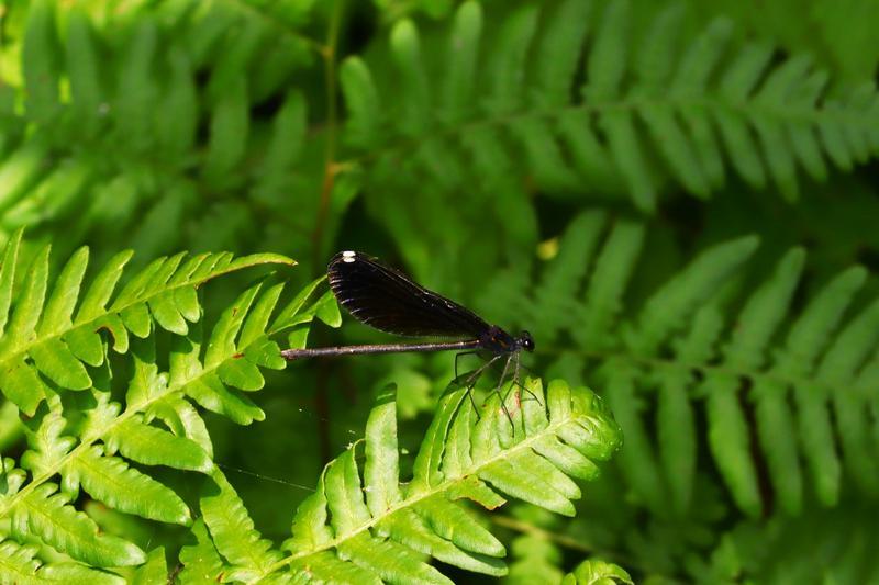 Photo of Ebony Jewelwing