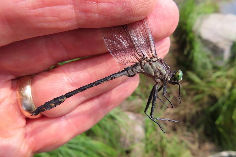 Photo of Black-shouldered Spinyleg