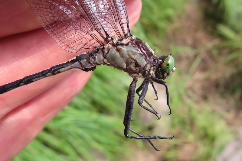 Photo of Black-shouldered Spinyleg