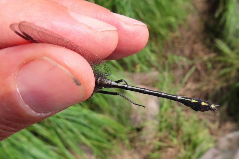 Photo of Black-shouldered Spinyleg