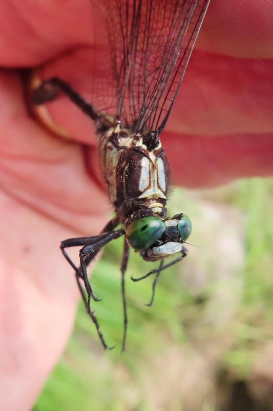 Photo of Black-shouldered Spinyleg