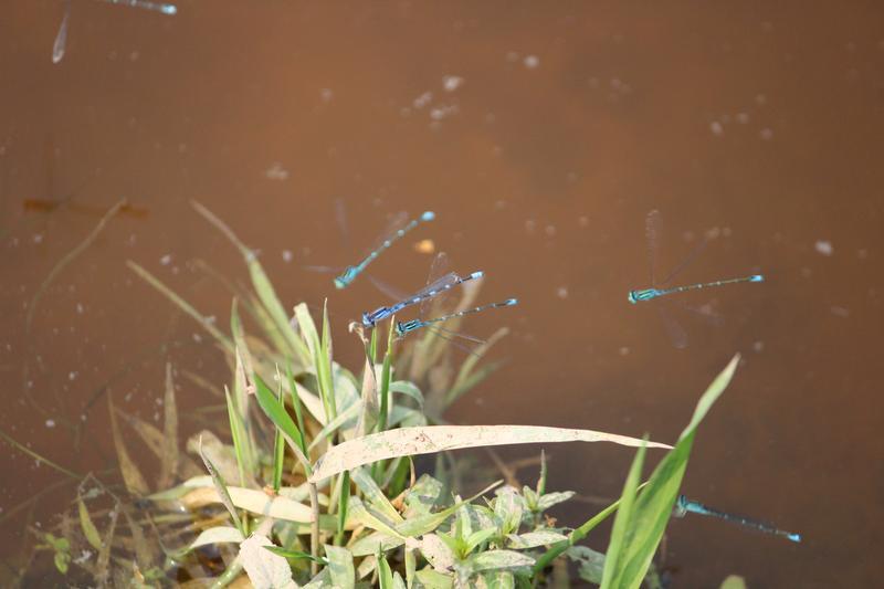 Photo of Tule Bluet