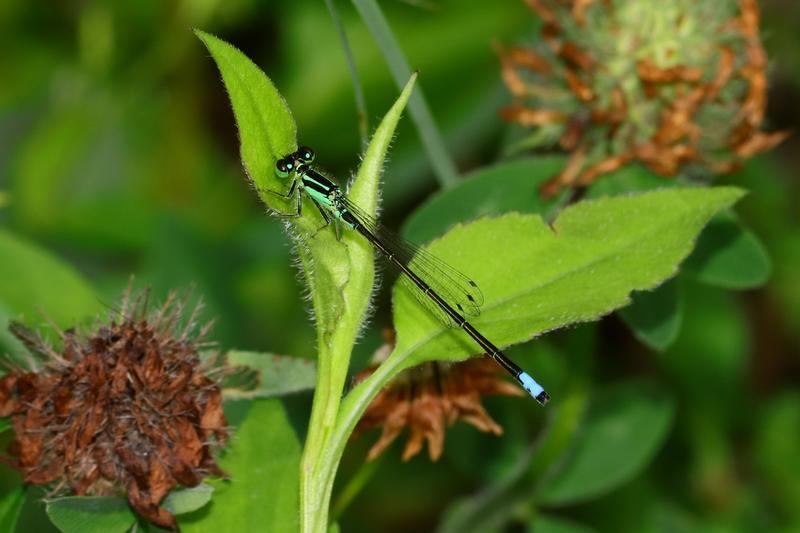Photo of Eastern Forktail
