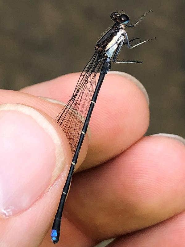 Photo of Blue-tipped Dancer