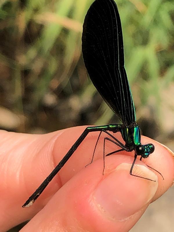 Photo of Ebony Jewelwing