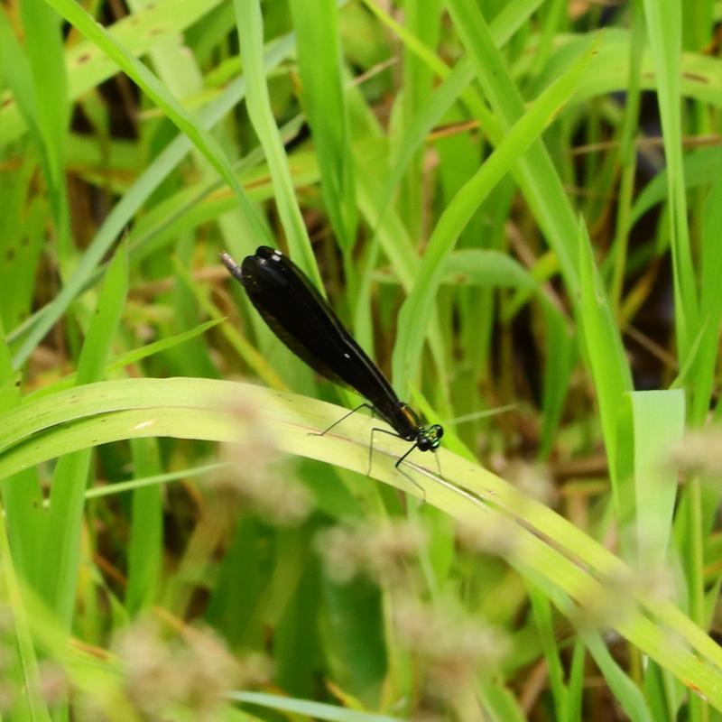Photo of Ebony Jewelwing
