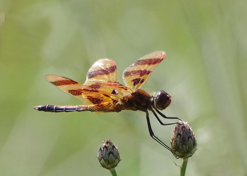 Photo of Halloween Pennant