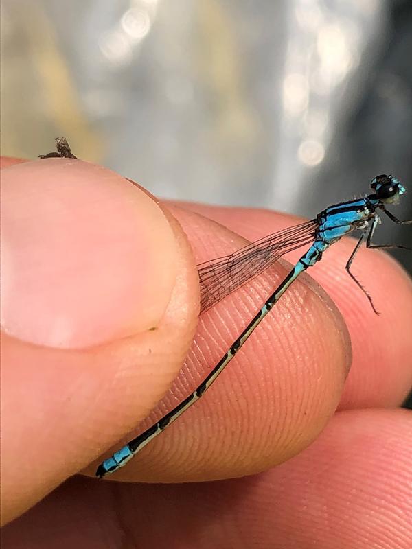 Photo of Skimming Bluet