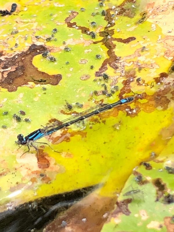 Photo of Skimming Bluet
