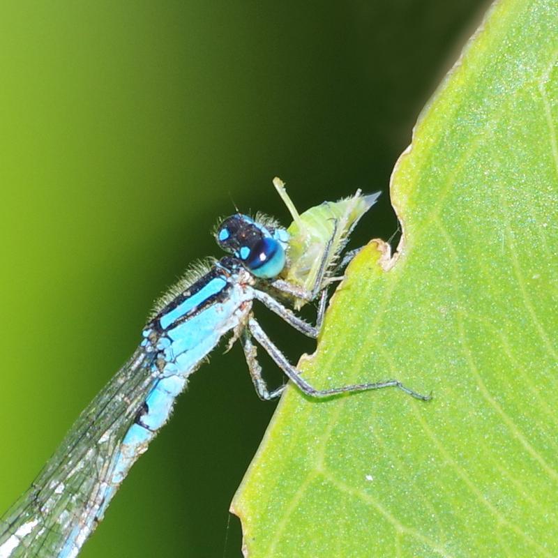 Photo of Marsh Bluet