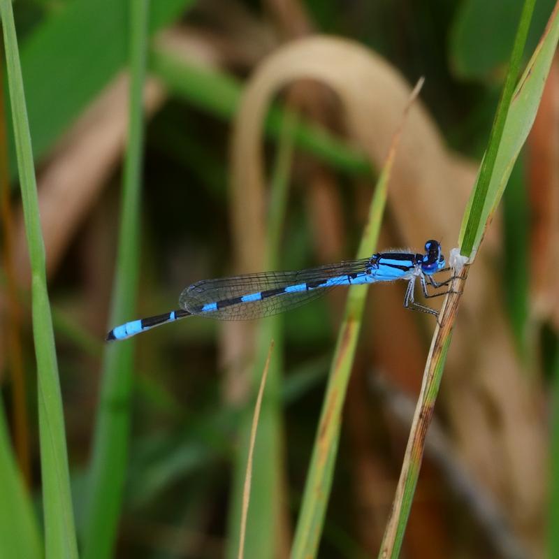 Photo of Tule Bluet