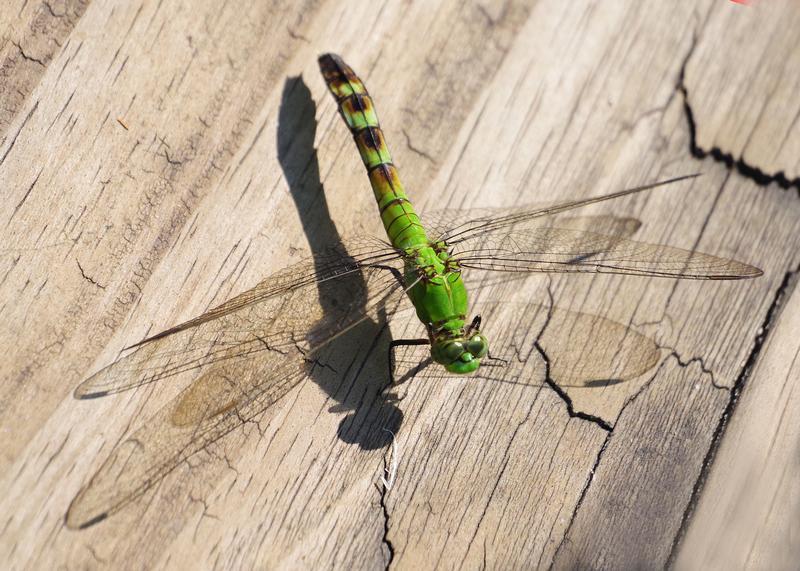 Photo of Eastern Pondhawk