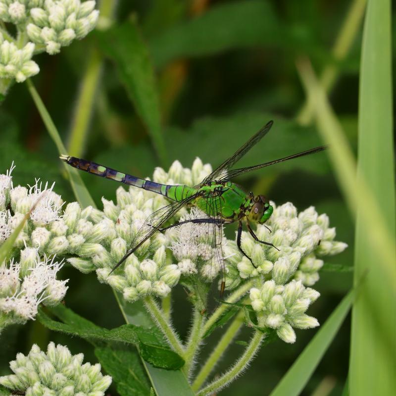 Photo of Eastern Pondhawk