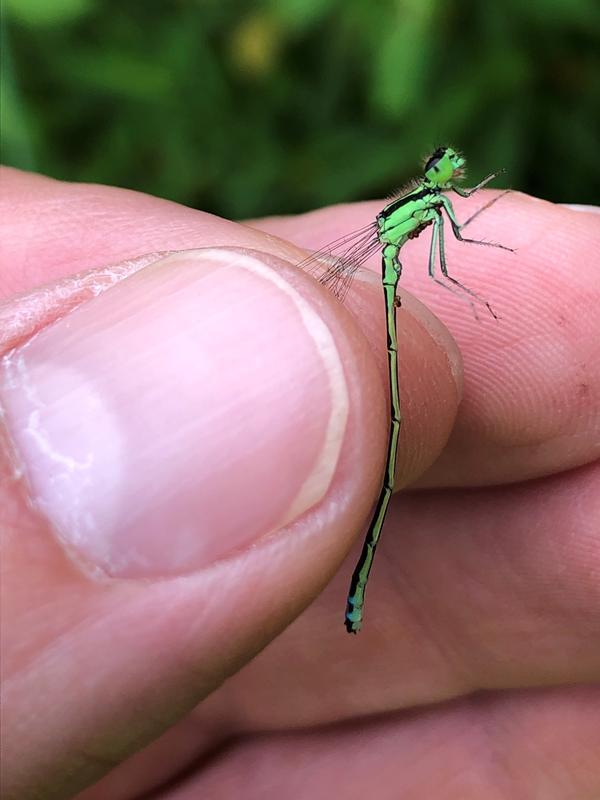 Photo of Eastern Forktail