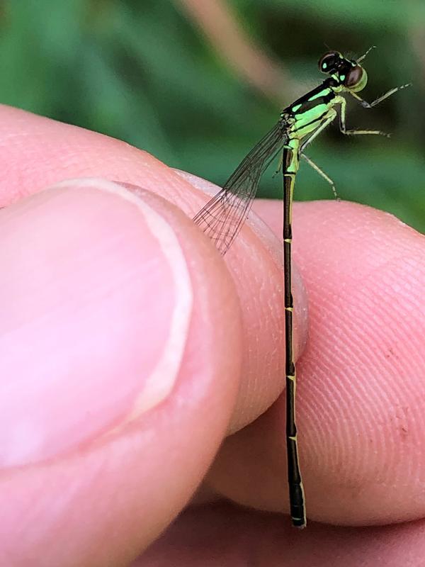 Photo of Fragile Forktail