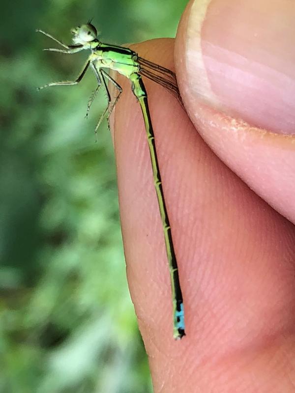 Photo of Eastern Forktail