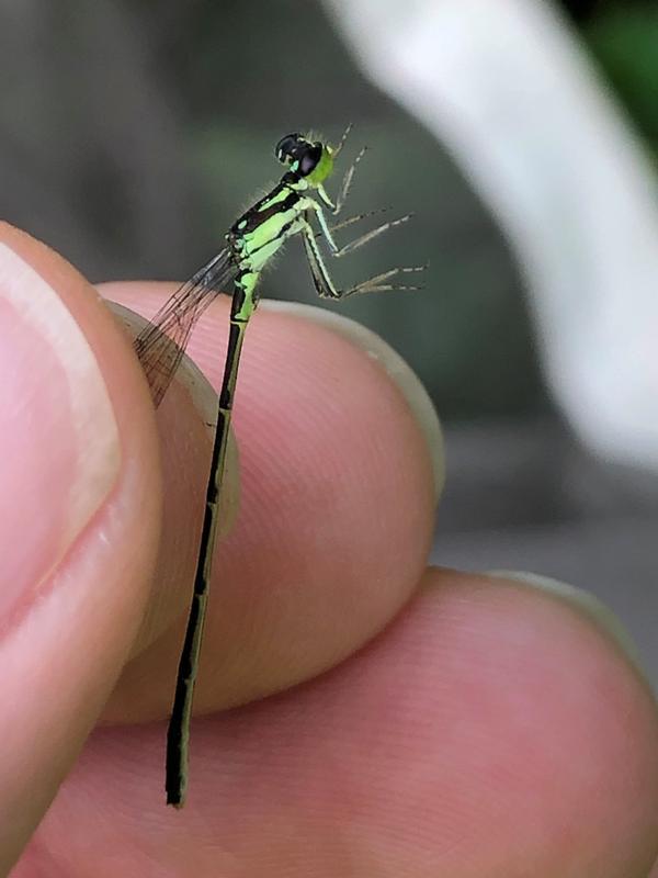 Photo of Fragile Forktail