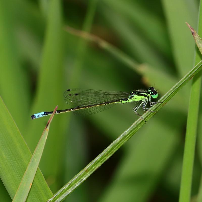 Photo of Eastern Forktail