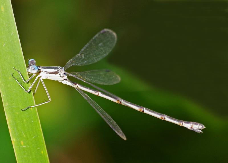 Photo of Slender Spreadwing