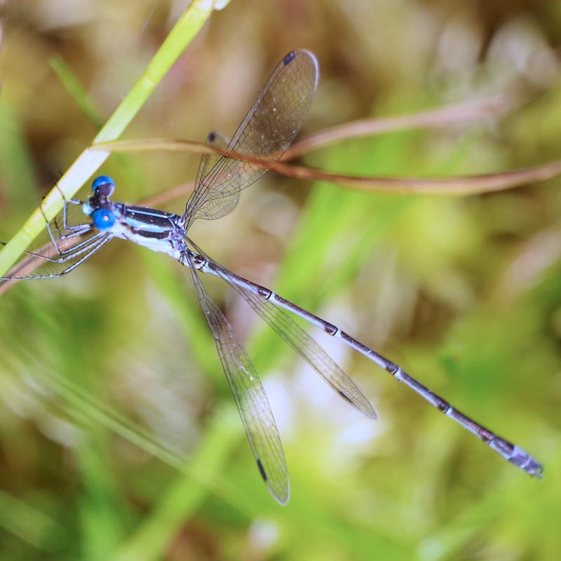 Photo of Slender Spreadwing