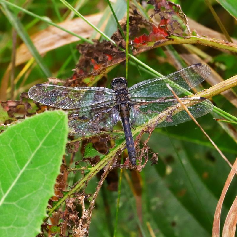 Photo of Dot-tailed Whiteface
