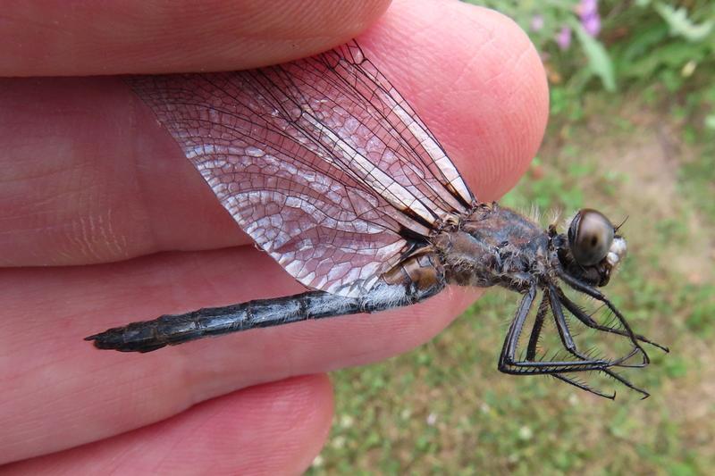 Photo of Dot-tailed Whiteface