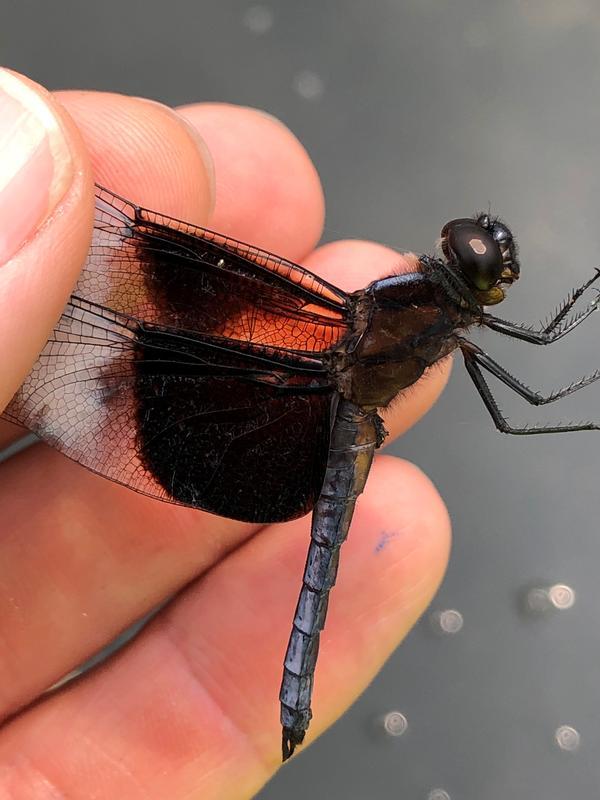 Photo of Widow Skimmer