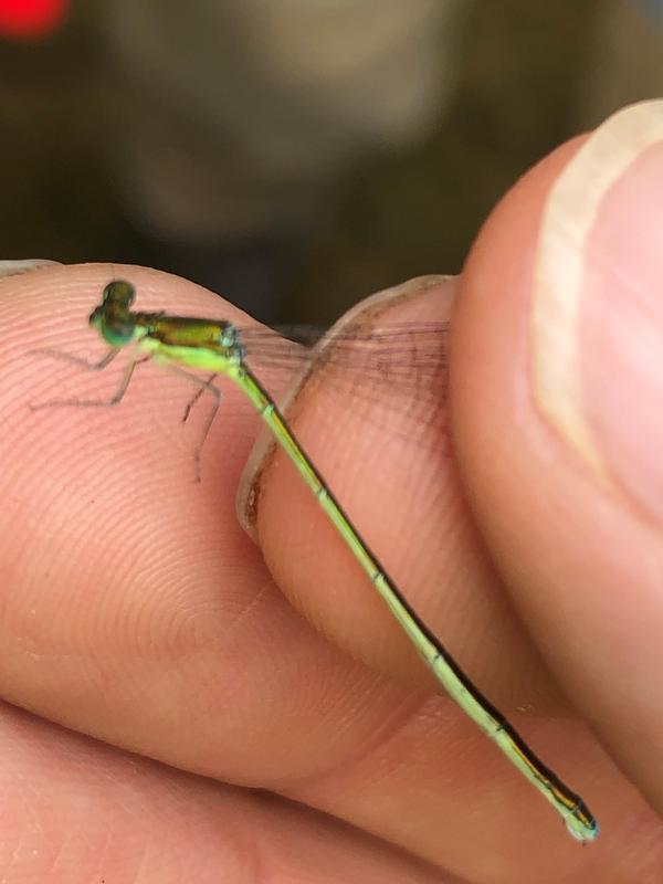 Photo of Sedge Sprite