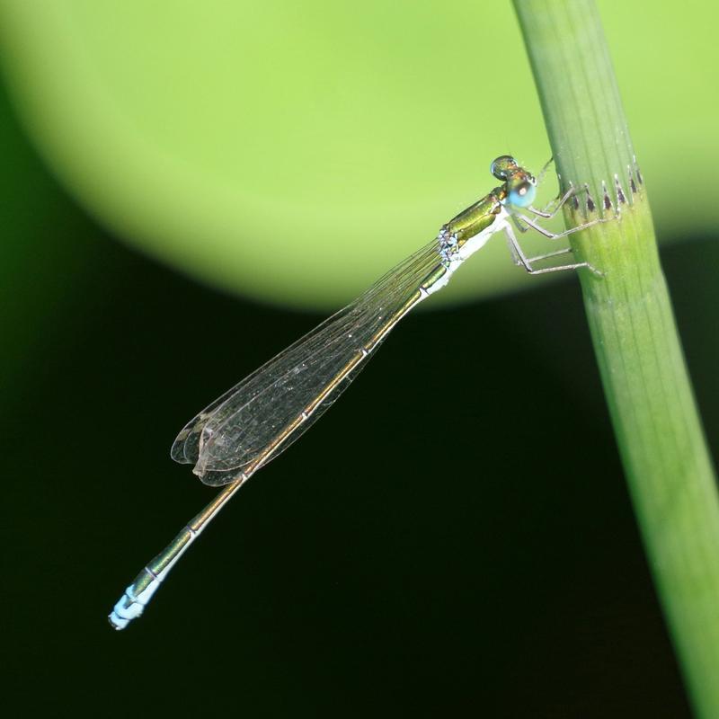 Photo of Sedge Sprite