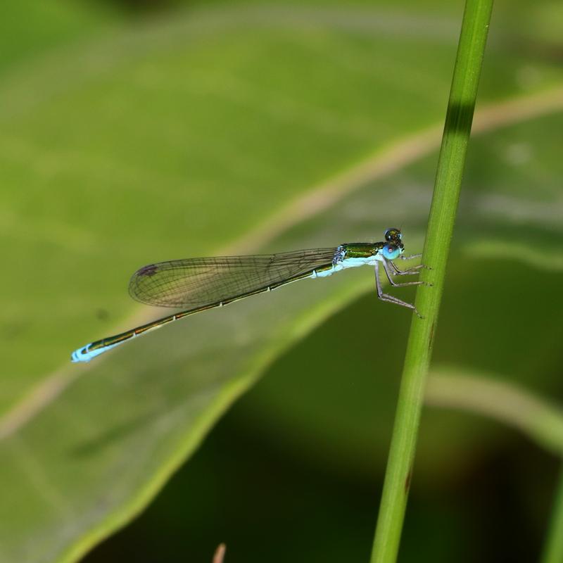 Photo of Sedge Sprite