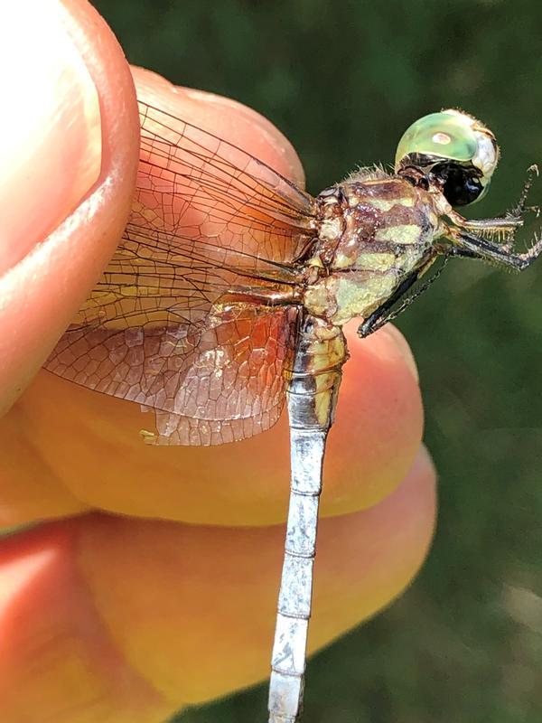 Photo of Blue Dasher