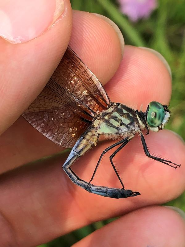 Photo of Blue Dasher