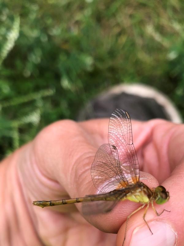 Photo of Autumn Meadowhawk