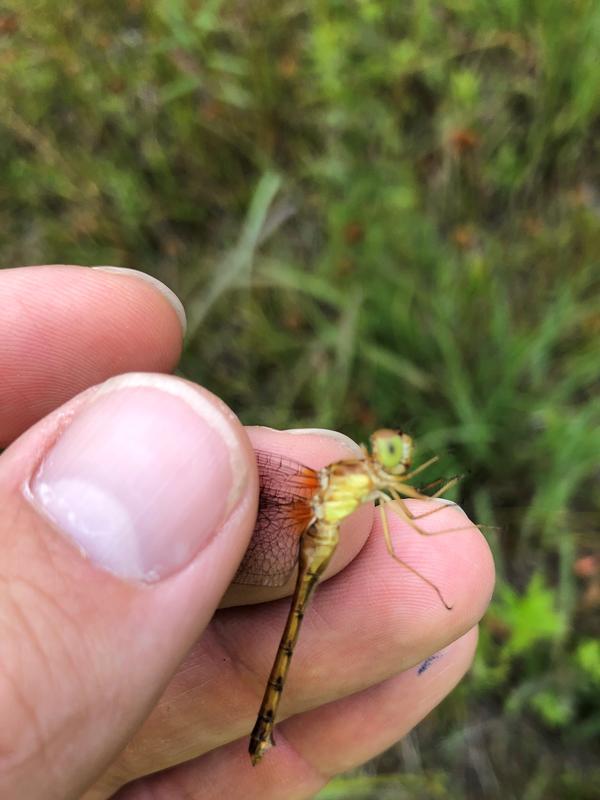 Photo of Autumn Meadowhawk