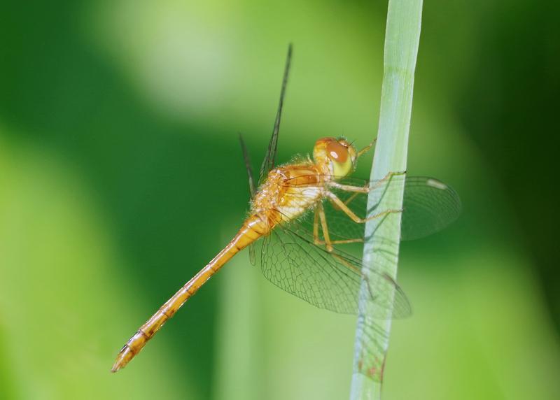 Photo of Autumn Meadowhawk