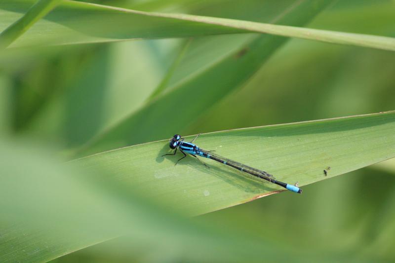 Photo of Skimming Bluet
