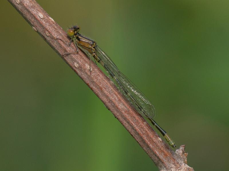 Photo of Skimming Bluet