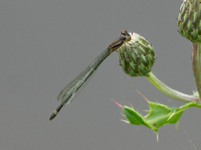 Photo of Skimming Bluet