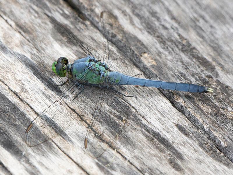 Photo of Eastern Pondhawk