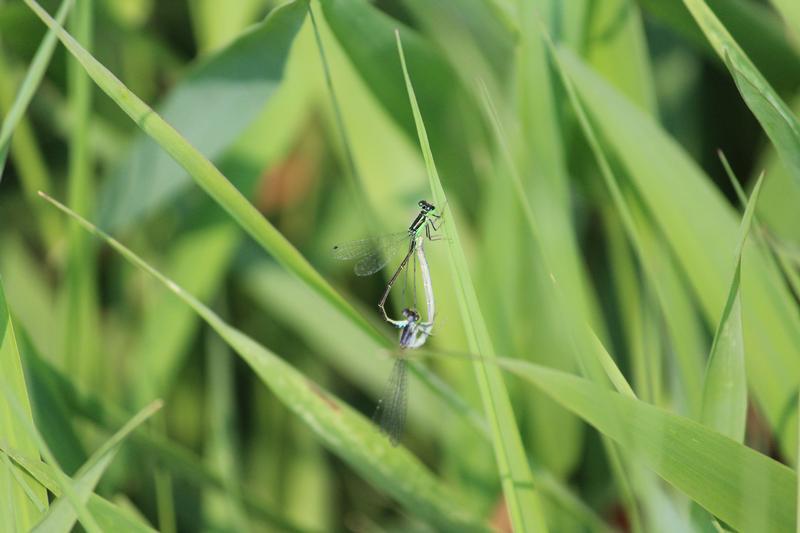 Photo of Eastern Forktail