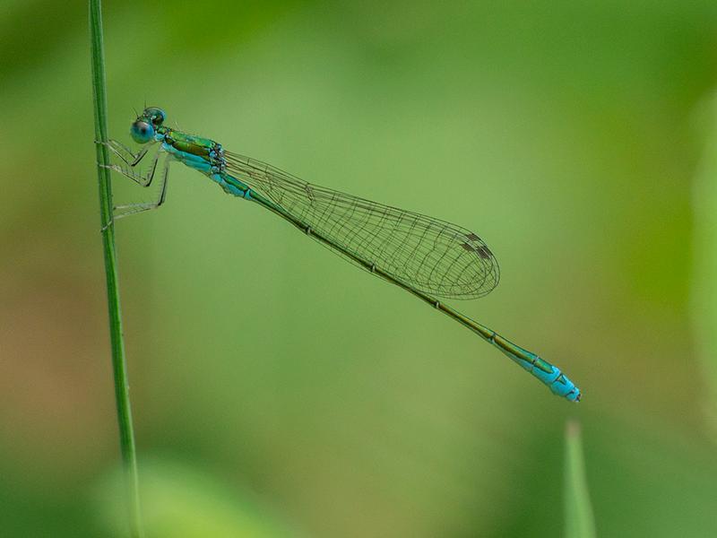 Photo of Sedge Sprite