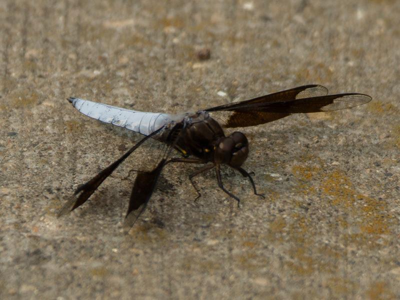 Photo of Common Whitetail