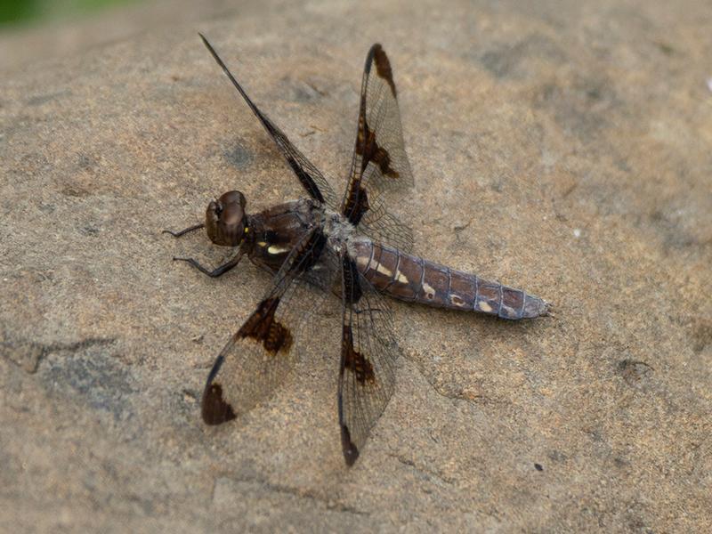 Photo of Common Whitetail