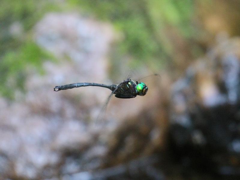 Photo of Clamp-tipped Emerald