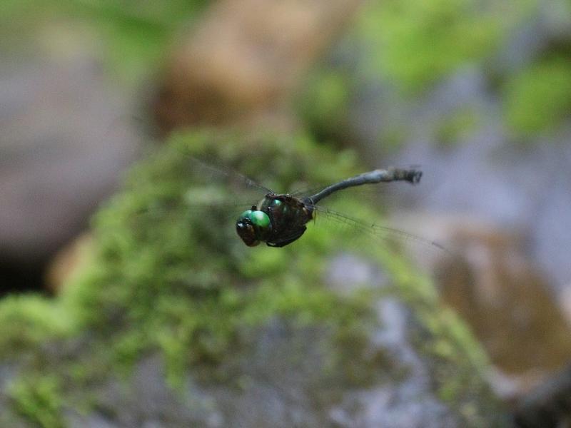 Photo of Clamp-tipped Emerald