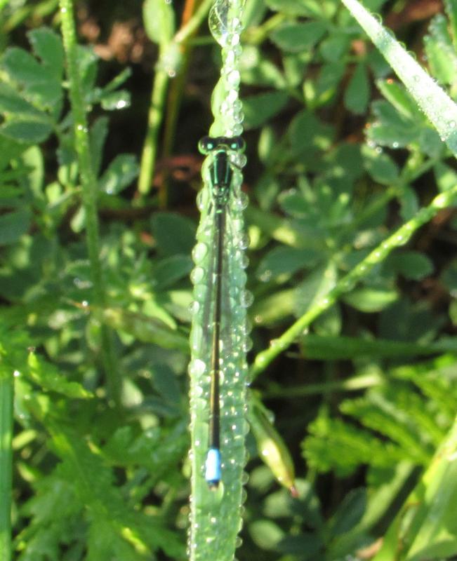 Photo of Eastern Forktail