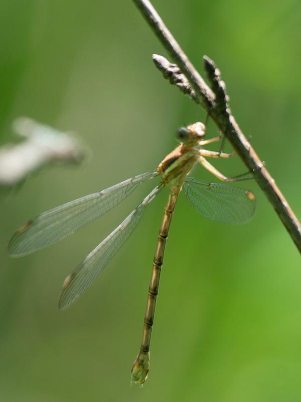 Photo of Great Spreadwing