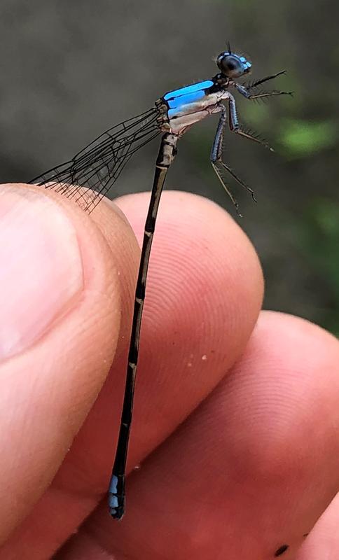 Photo of Blue-fronted Dancer