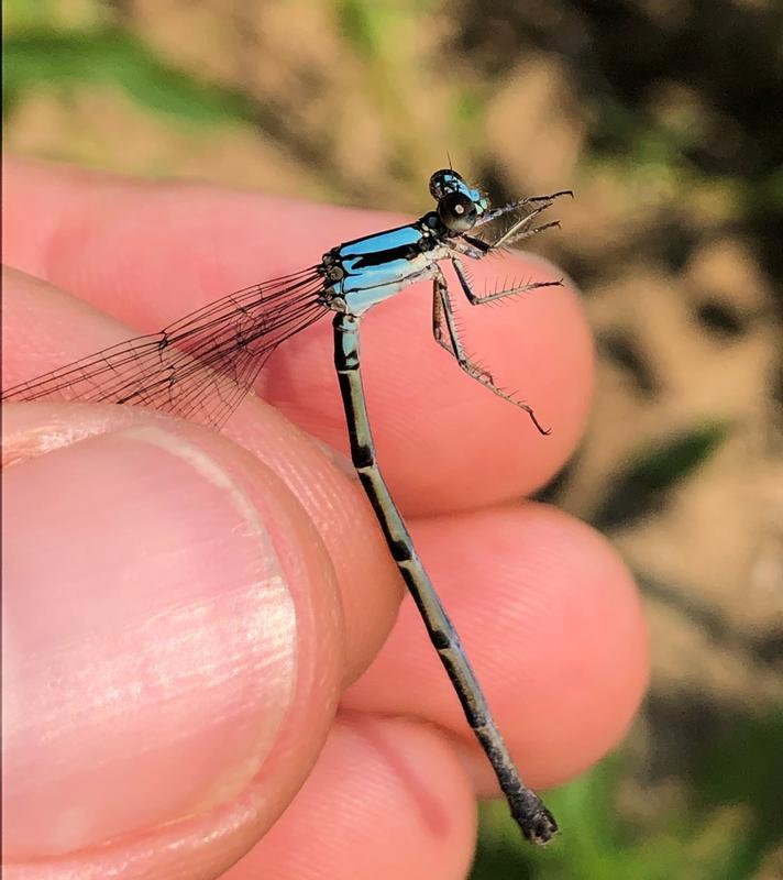 Photo of Blue-tipped Dancer